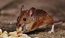 24 Hour & Emergency Exterminators in Edmund, WI